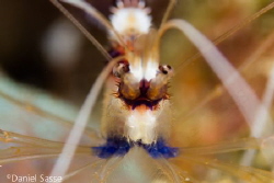 ClosUp of a Banded Coral Shrimp (Stenopus hispidus).
Cam... by Daniel Sasse 